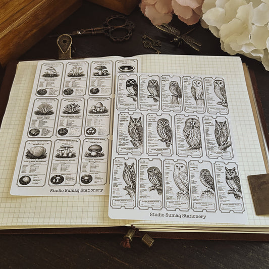 Natural History Specimen Cards - Owls and Mushrooms