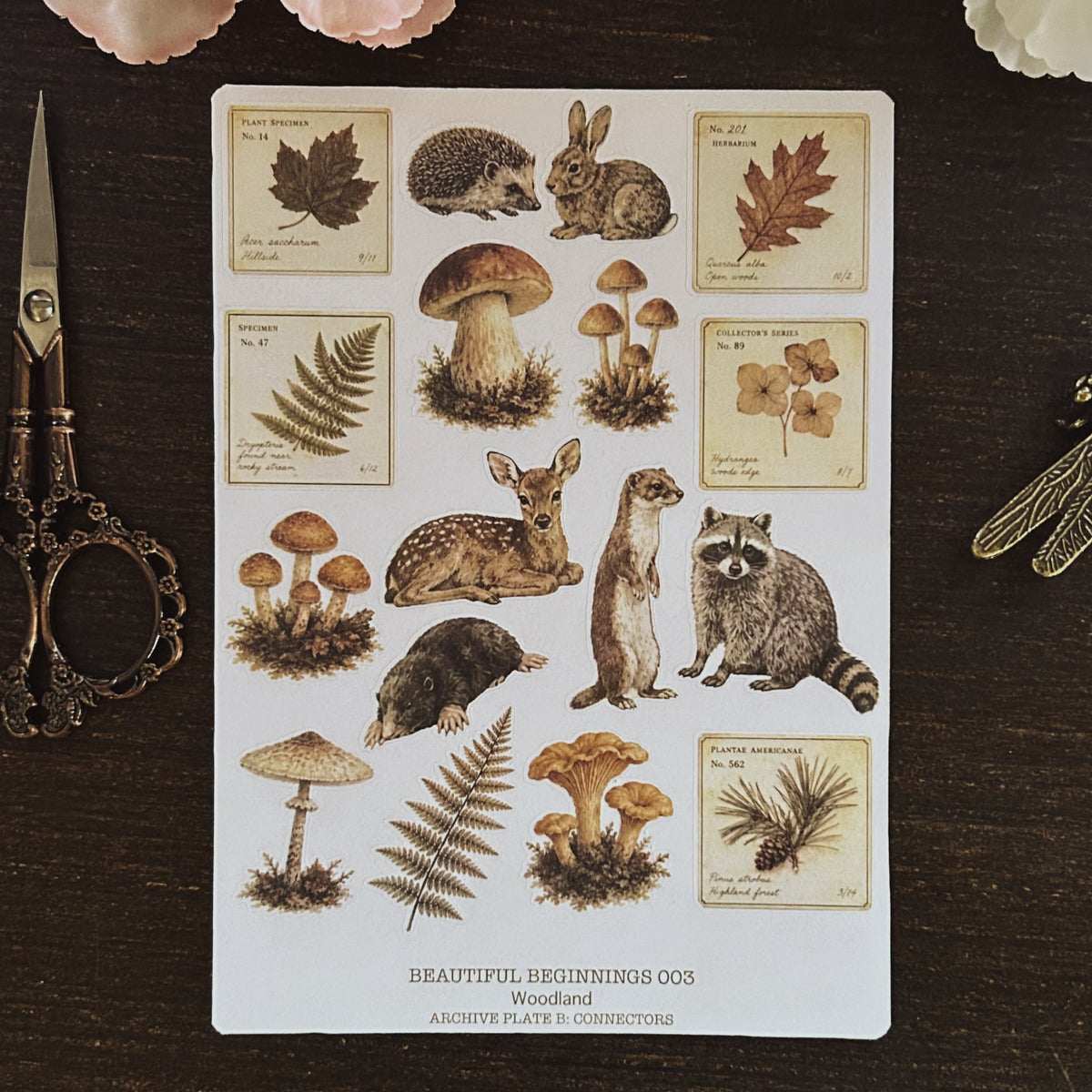 Beautiful Beginnings No. 003. Woodland