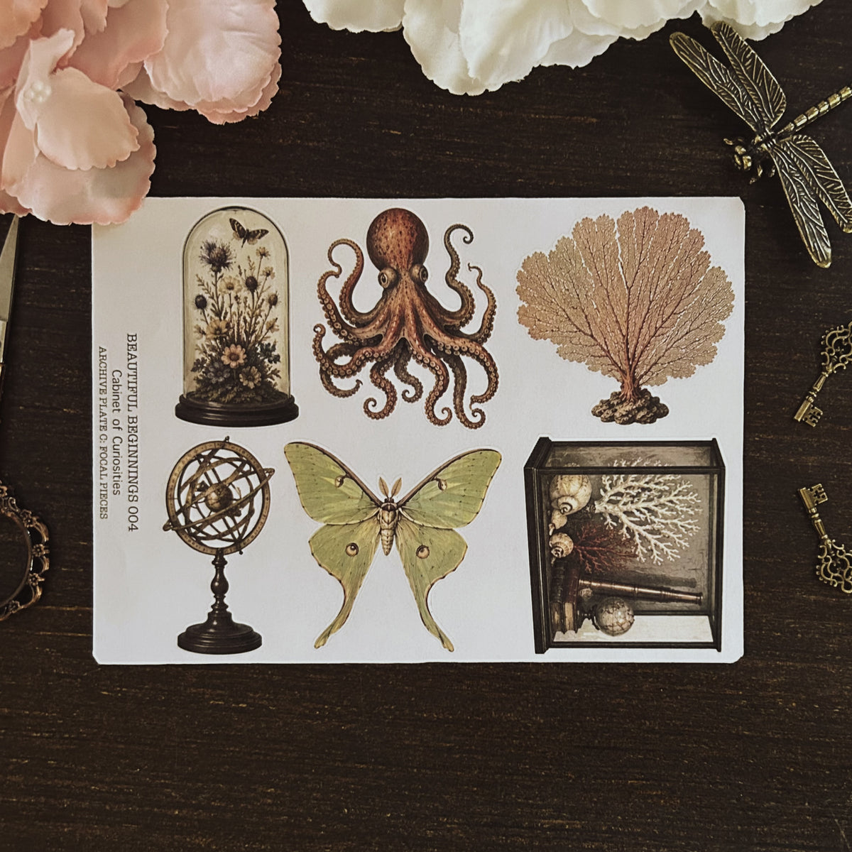 Beautiful Beginnings No. 004. Cabinet of Curiosities