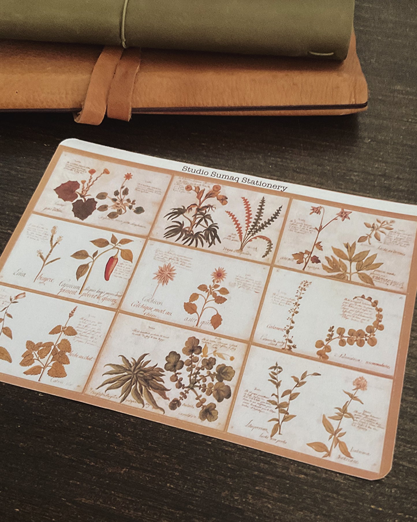Vernal Studies - Spring Botanical Sticker Collection