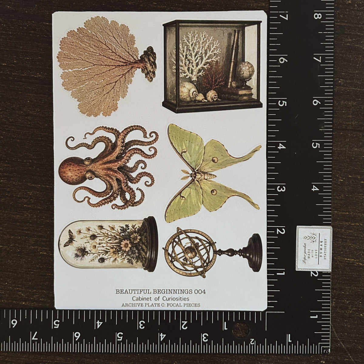 Beautiful Beginnings No. 004. Cabinet of Curiosities