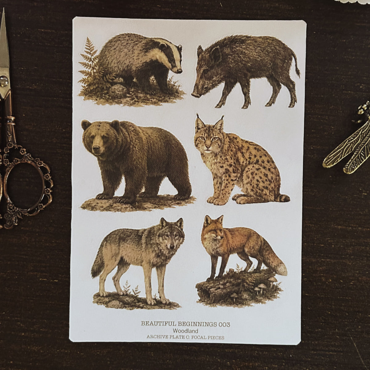 Beautiful Beginnings No. 003. Woodland
