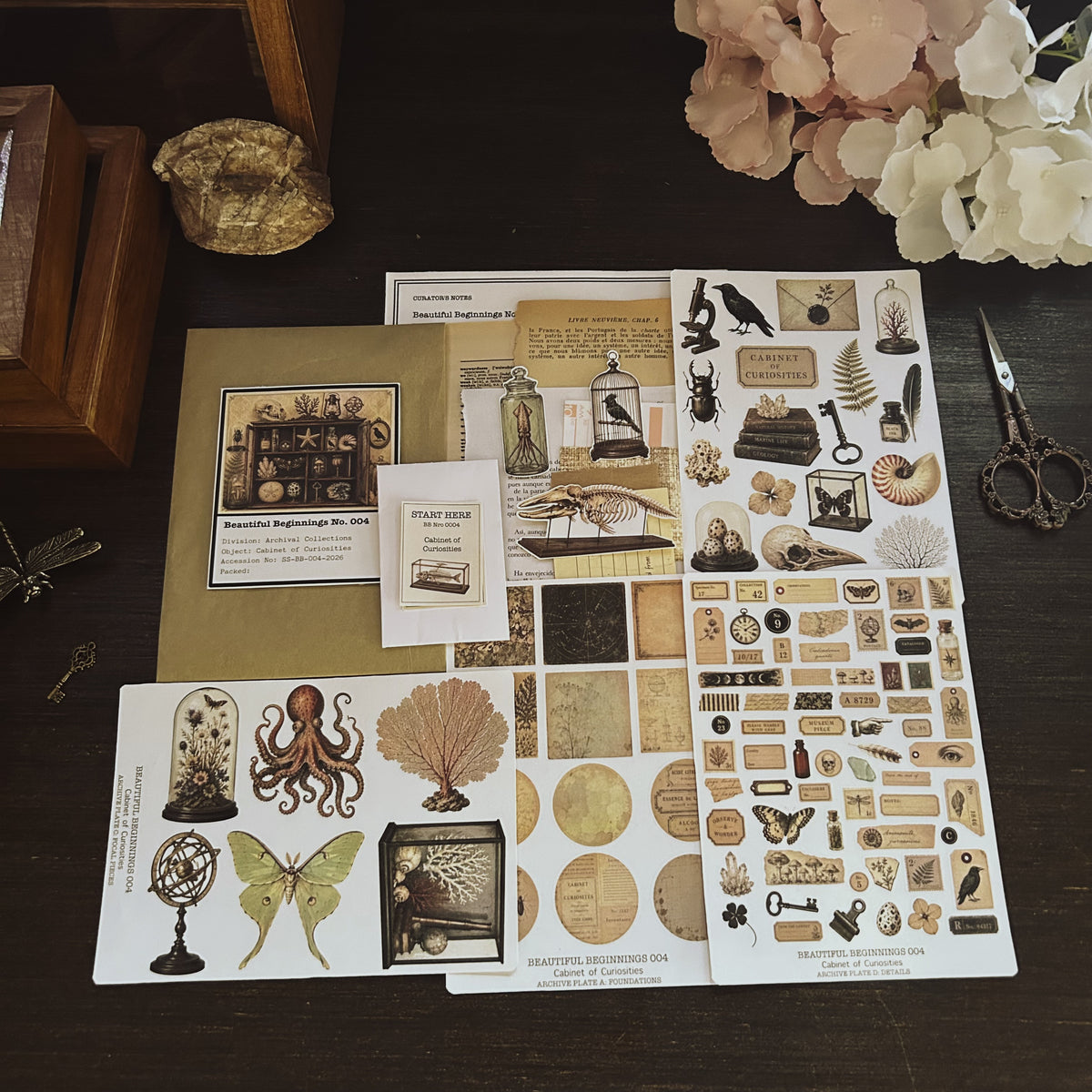 Beautiful Beginnings No. 004. Cabinet of Curiosities